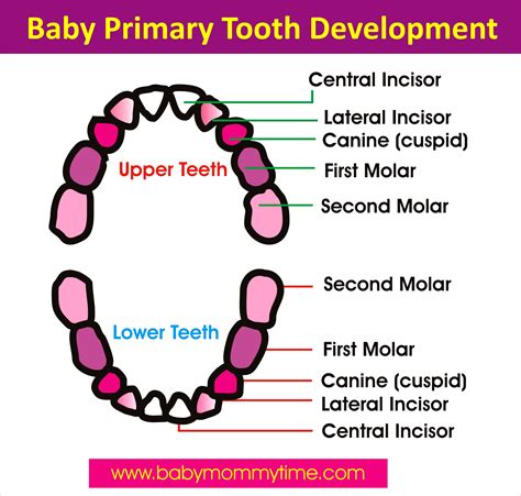 primary teeth chart baby tooth eruption chart pediatric dentistry