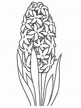 Hyacinth Coloring Pages Flower Getcolorings Color sketch template