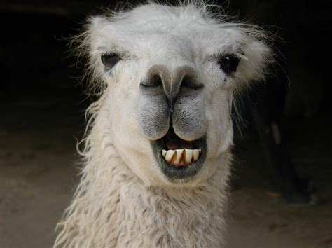 smiling llama  photo file  freeimagescom