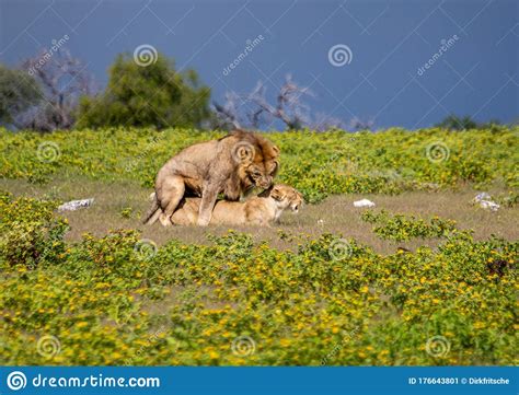 a couple of african lions during sex in the savannah grass of the