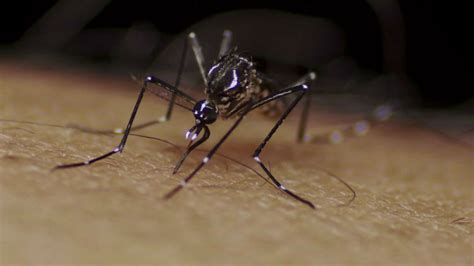 komar dlaczego gryzie  jak sie przed tym uchronic