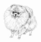 Pomeranian Coloring Pages Dog Drawing Clipart Drawings Animal Adult Pencil Puppy Clipartkey sketch template