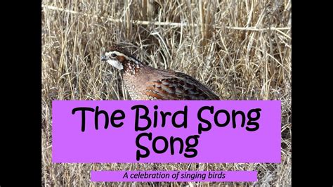 bird song song youtube