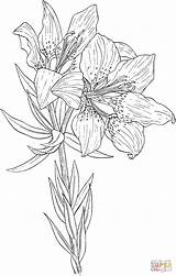 Lily Coloring Pages Lilium Colorear Drawing Wild Red Orange Silhouettes Printable sketch template