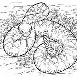Rattlesnake Drawing Coloring Getdrawings sketch template