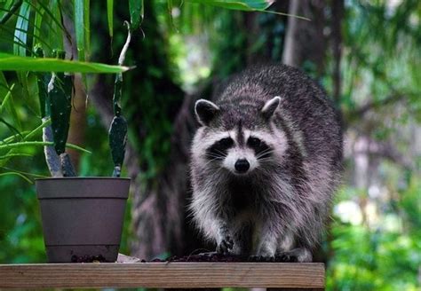 prime      eliminate raccoons  cell residence high search game