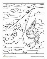 Jaws Fearsome Worksheets Worksheet Sharks Fish sketch template