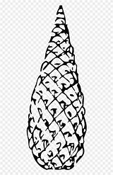 Pine Cone Pinecone Conifer Graphics Vector Coloring Clipart Pinclipart sketch template