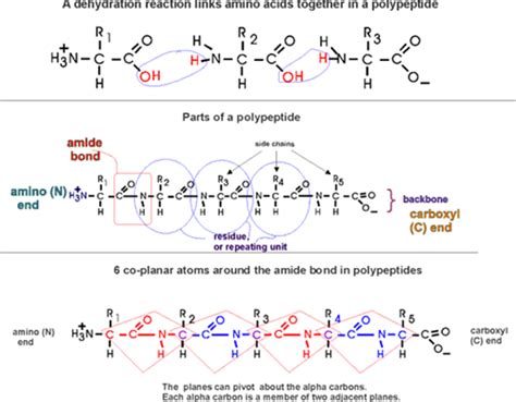 polypeptide handout