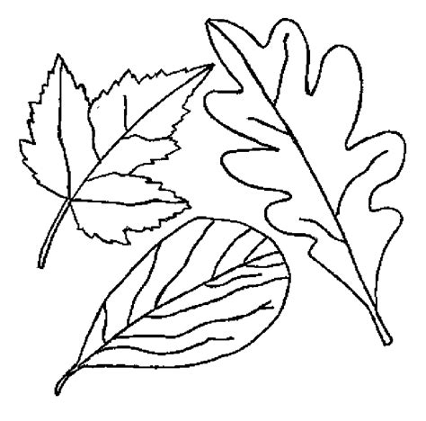 autumn  fall coloring pages leaf coloring page leaf projects