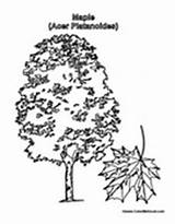 Maple Tree Coloring Sugar Pages Designlooter Printable 175px 92kb Leaf sketch template