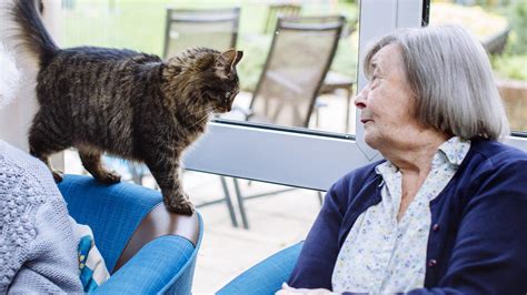 Cat Libby Brings Joy To Elderly People In Care Blue Cross