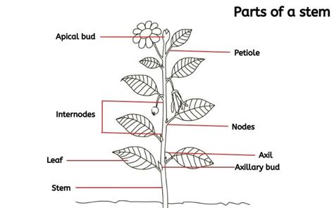 explained plant stem parts   stem types functions  stem