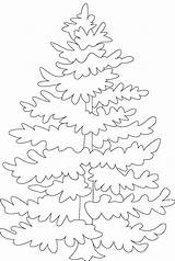 Tree Coloring Pine Pages Kids sketch template