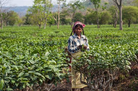 world bank continues colonial legacy  assams tea plantations bretton woods project