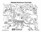 Rainforest Foodweb Downloading Resolution Clipground Essay sketch template