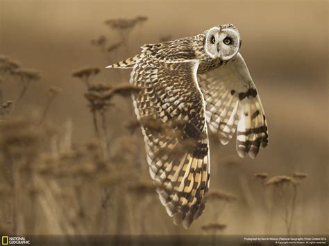 The Best Pictures From National Geographic S Photo Contest