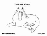 Walrus Coloring Exploringnature sketch template