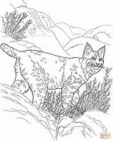 Lynx Coloring Pages Canada Color Supercoloring Adult Bobcat Sheets Hills Drawing Animals Animal Dot Kids Wild Desert Popular Open Cat sketch template