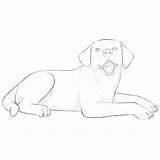 Dog Lying Draw sketch template