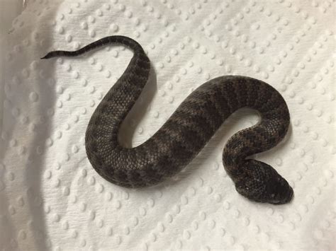 baby adder reptile enclosure reptiles  amphibians snakes frogs