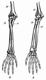 Bones Radius Ulna Fore Humerus Usf Tiff sketch template