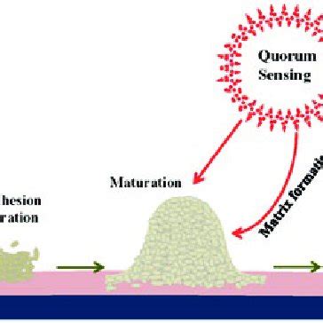 bacterial quorum sensing biofilm formation survival behaviour