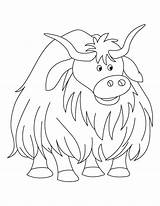 Coloring Yak Pages Cow Highland Large Kids Colouring Voluminous Clipart Sheets Printable Color Animal Template Bestcoloringpages Yaks Sketch Library Choose sketch template