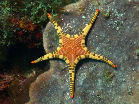 spiny sun starfish beautiful sea creatures sea  ocean ocean