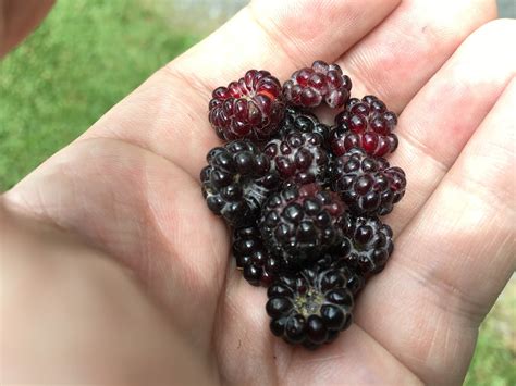 black raspberry pictures growing fruit