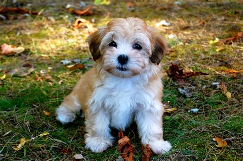 havanese puppies rescue pictures information temperament characteristics animals breeds