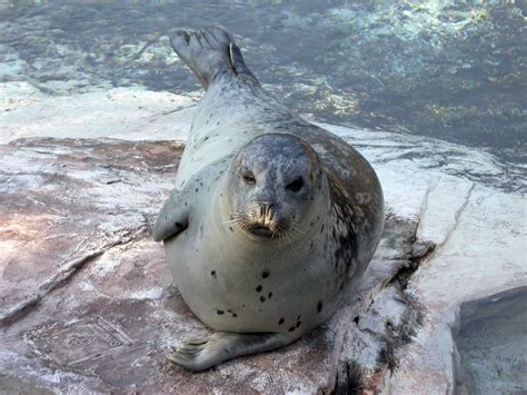 seals  lincoln zoo   photo  freeimages