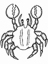 Crab Coloring Pages Popular sketch template