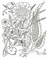 Coloring Pages Adults Adult Flowers Flower Pdf Paisley Printable Color Spring Print Drawing Abstract Kids Crazy Colouring Cynthia Floral Mediterranean sketch template