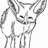 Desert Fox Coloring Pages Cautious Netart sketch template