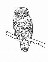 Owls Sheets Barred Realistic Bestcoloringpagesforkids Name Designlooter sketch template