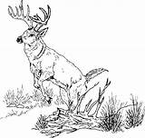 Deer Coloring Pages Buck Whitetail Color Getcolorings Printable Print Getdrawings sketch template
