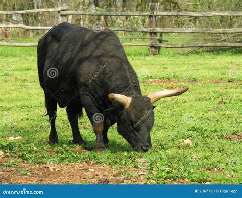 aurochs bull stock photo image