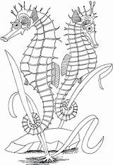 Hippocampe Coloring Seahorse sketch template