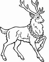 Reindeer Coloring Pages Christmas Deer Kids Colouring Printable Baby Santa Clipart Print Cute Color Drawing Cliparts Renne Book Animals Getdrawings sketch template