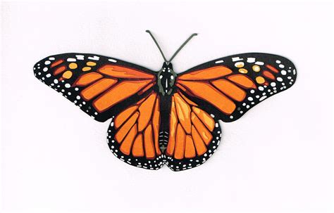 butterfly angela drupsteen