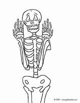 Squelette Esqueleto Skeleton Scary Espantoso Frontal Personnages Ax9 Esqueletos Gratuit Hellokids Coloriages sketch template