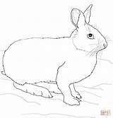 Lepre Bunny Snowshoe Hare Traceable Meglio Patrons Witchy Supercoloring Artica Cucciolo Footprints sketch template