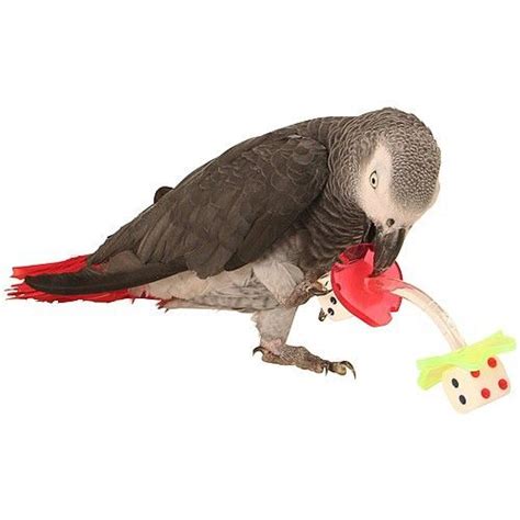 double dice acrylic parrot foot toy durable foot toy  destructive parrots parrot animal