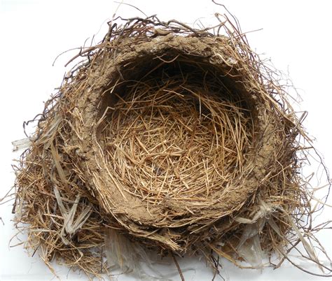 reverse engineering  birds nest  passionate curiosity