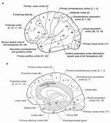 Brodmann Anatomy Cortex Cerebral Wernicke Neurology sketch template