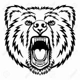 Bear Head Drawing Grizzly Getdrawings sketch template