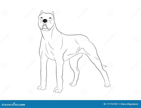 dogo argentino  argentinian mastiff dog breed cartoon retro drawing