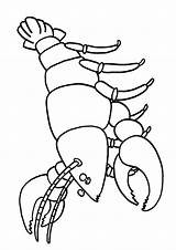 Langosta Lobster Dibujosonline sketch template