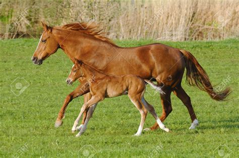 mare horse  gallop   foal mare horse horses pretty horses